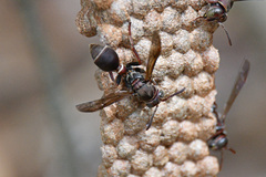 Ropalidia revolutionalis