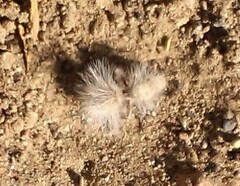 Dasymutilla gloriosa