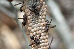 Ropalidia revolutionalis