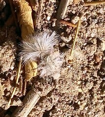 Dasymutilla gloriosa