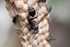 Ropalidia revolutionalis