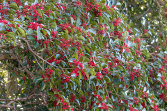 Ilex rotunda