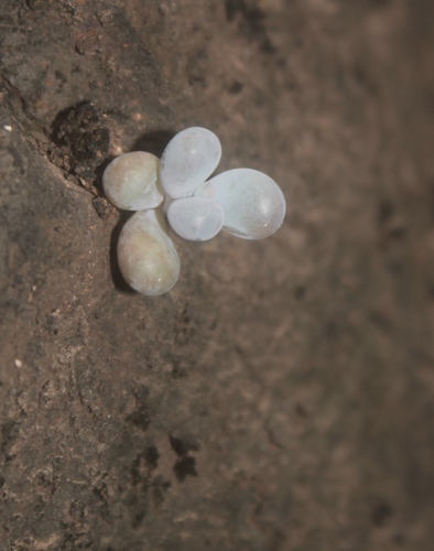 Foto de Pedra da lua