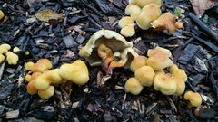 Hypholoma fasciculare