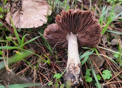 Agaricus
