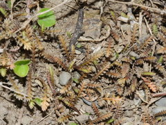 Leptinella pusilla