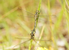 Austrogomphus guerini