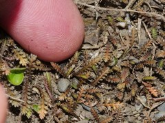 Leptinella pusilla
