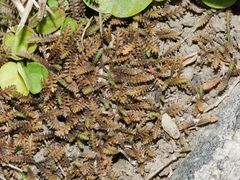 Leptinella pusilla