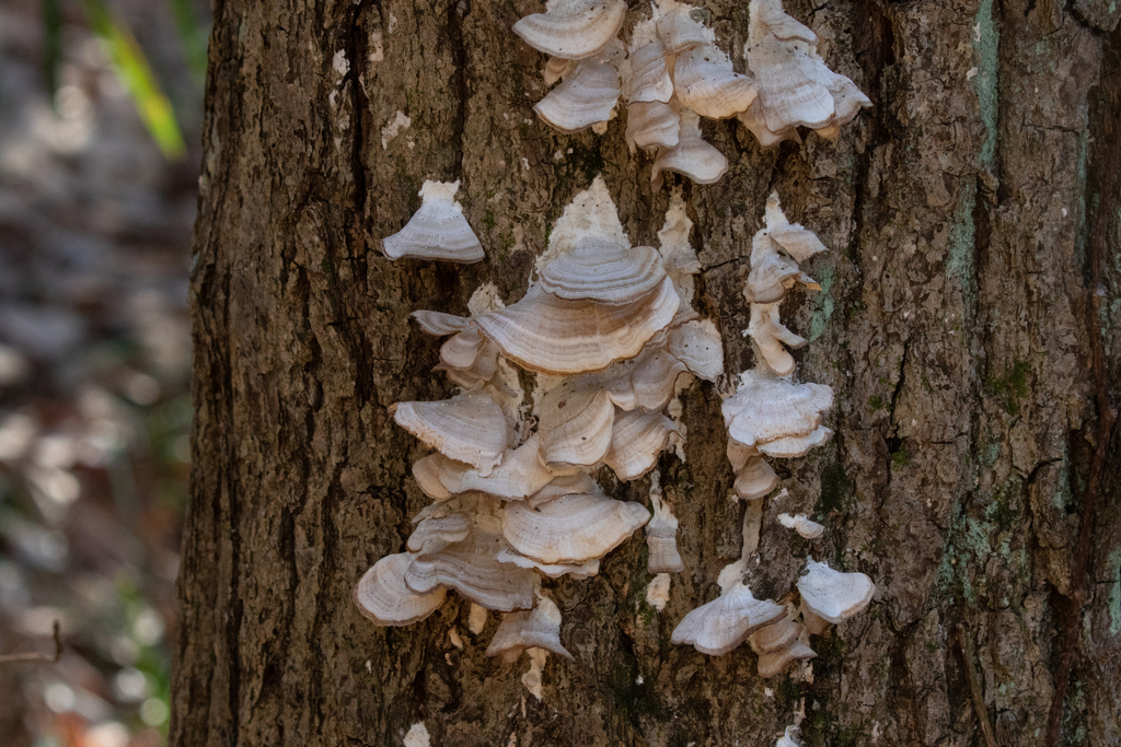 Trichaptum biforme · January 2023 · photo: © tbc_watanabe (iNaturalist, cc-by)