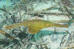 Solenostomus cyanopterus