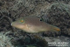 Canthigaster compressa