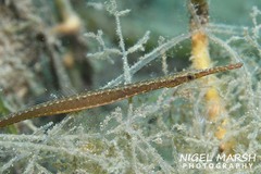 Stigmatopora nigra
