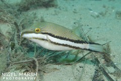 Canthigaster callisterna