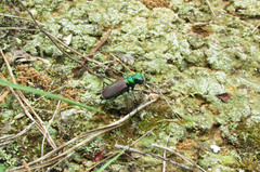 Cicindela splendida