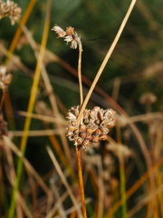 Juncus distegus