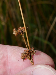 Juncus distegus