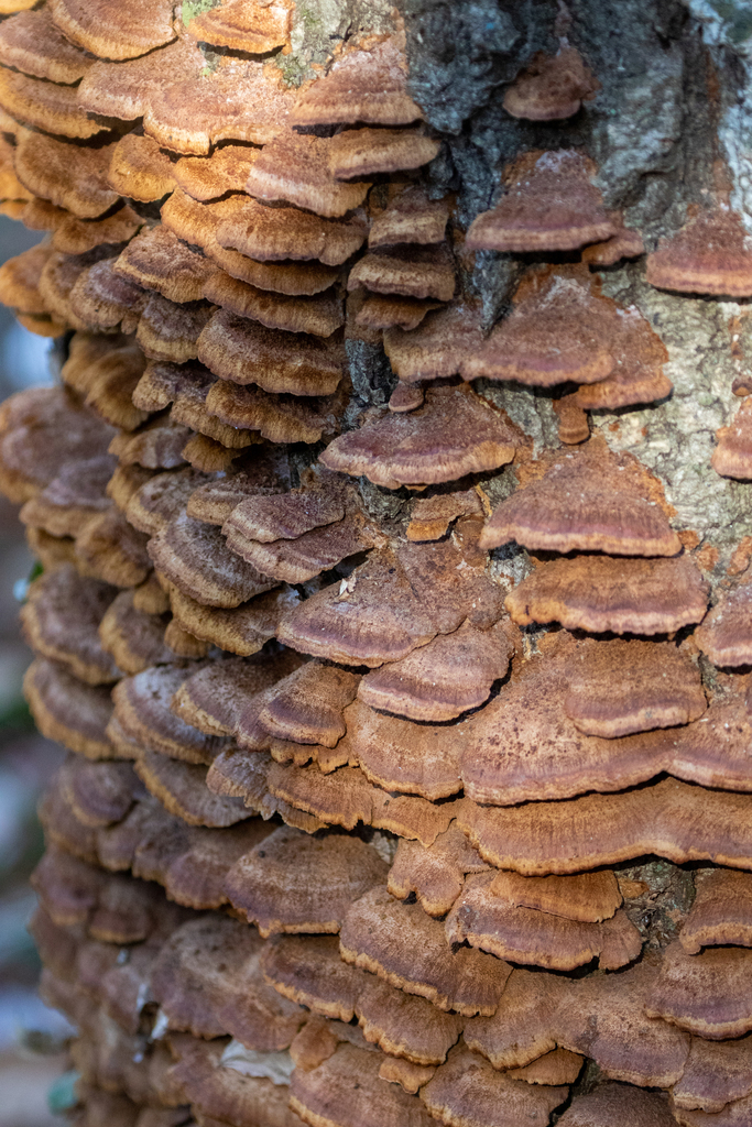 Fuscoporia gilva · January 2023 · photo: © tbc_watanabe (iNaturalist, cc-by)