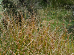 Juncus distegus