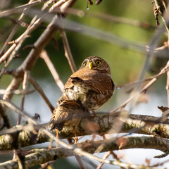 Glaucidium gnoma