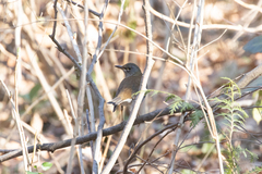 Turdus pallidus
