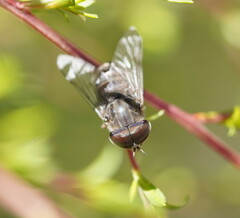 Tabanidae
