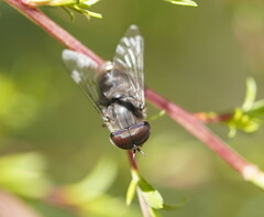 Tabanidae