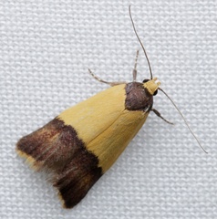 Heteroteucha dichroella