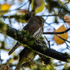 Glaucidium gnoma