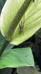 Nisitrus