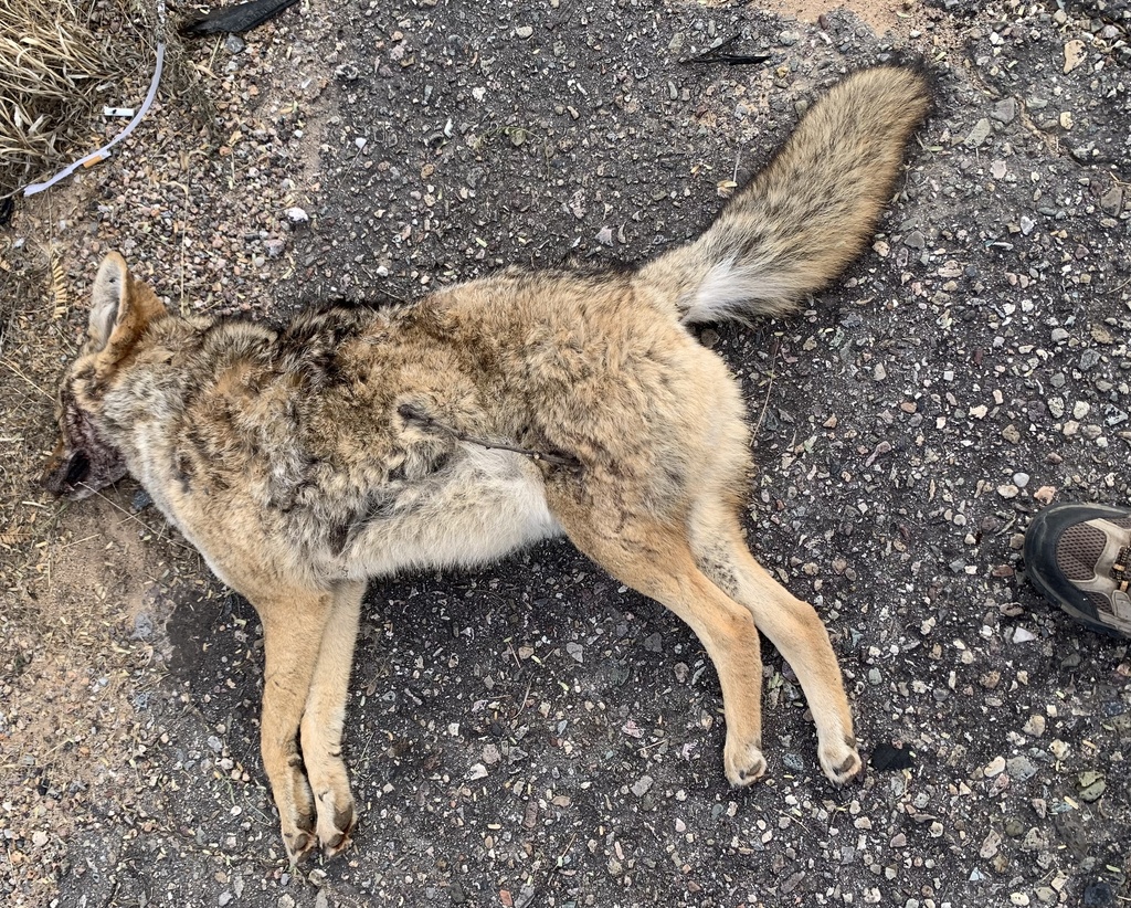 Coyote from S Sonoita Hwy, Vail, AZ, US on January 10, 2023 at 10:59 AM ...