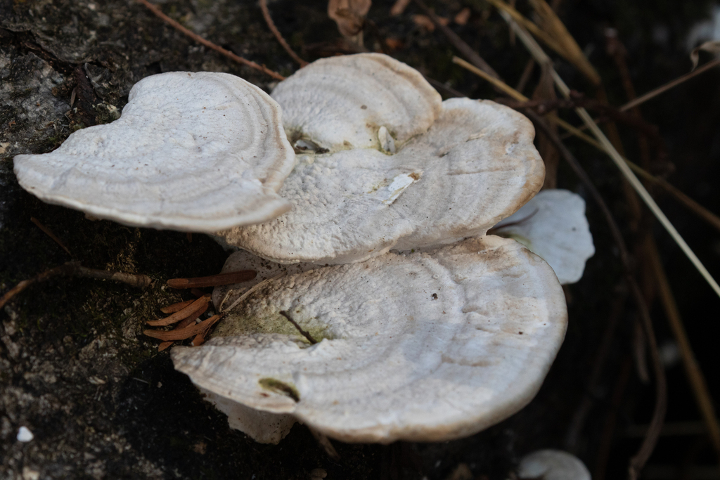 Trametes orientalis · January 2023 · photo: © tbc_watanabe (iNaturalist, cc-by)