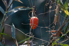 Trichosanthes cucumeroides