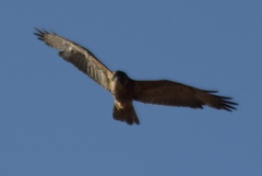 Geranoaetus polyosoma polyosoma