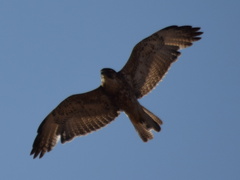 Geranoaetus polyosoma polyosoma