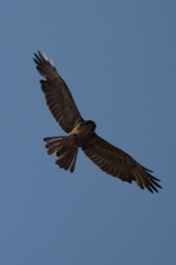 Geranoaetus polyosoma polyosoma