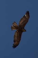 Geranoaetus polyosoma polyosoma