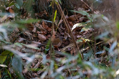 Turdus pallidus