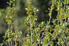 Fraxinus anomala