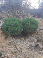 Dyscritothamnus filifolius