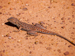 Ctenophorus isolepis