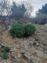 Dyscritothamnus filifolius