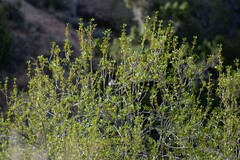 Fraxinus anomala