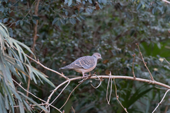 Streptopelia orientalis