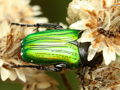 Leucocelis haemorrhoidalis