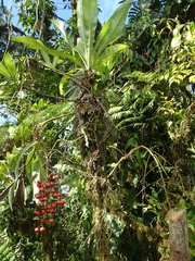 Anthurium interruptum
