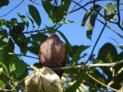 Patagioenas subvinacea