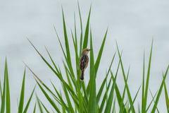 Cisticola galactotes