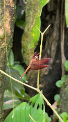 Neurothemis fluctuans