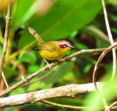 Basileuterus delattrii